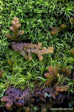 Plant form in moss